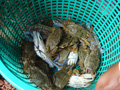 gal/04 - Kep/_thb_RIMG1997.jpg